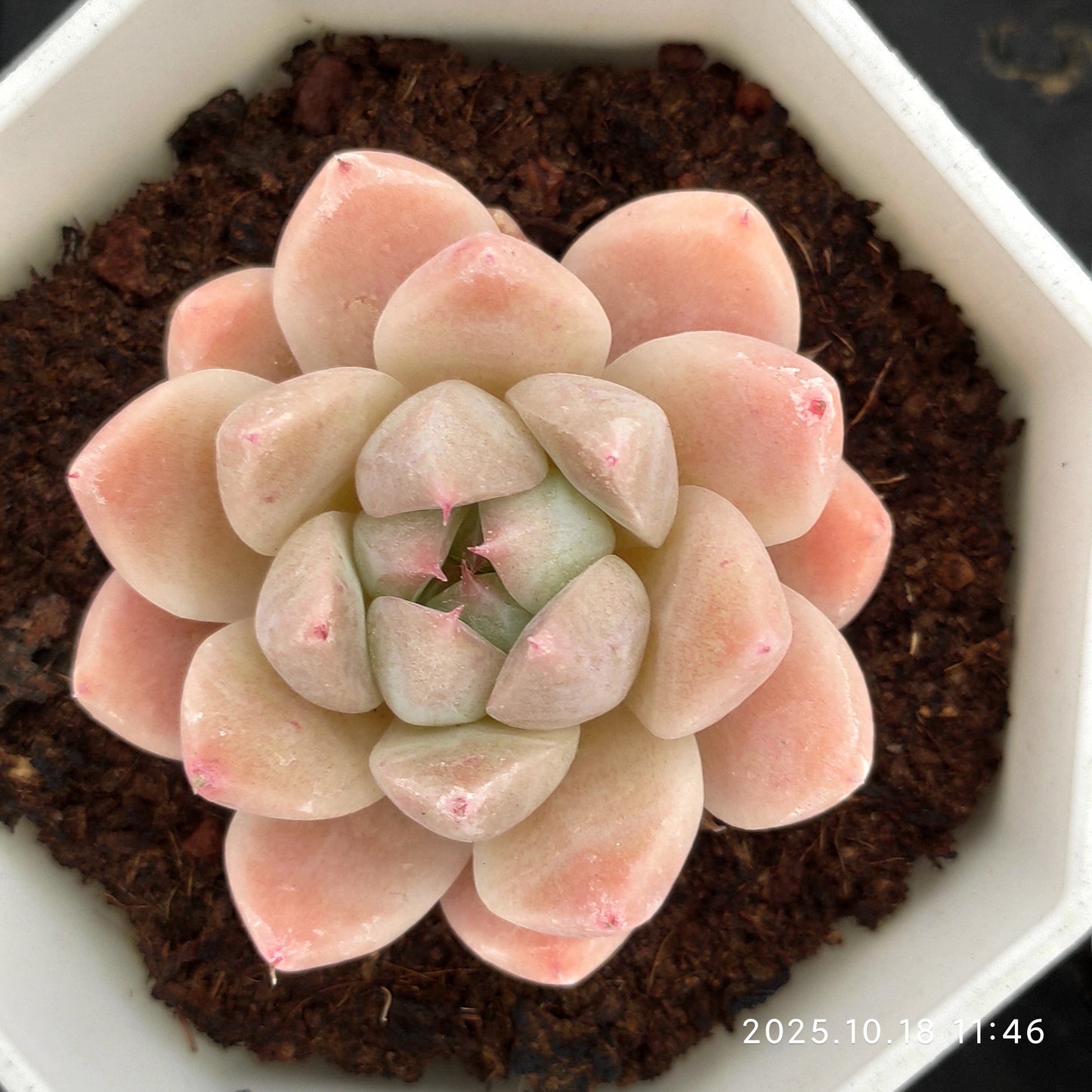 YBB136 ドリームスーツ（7cm pot）