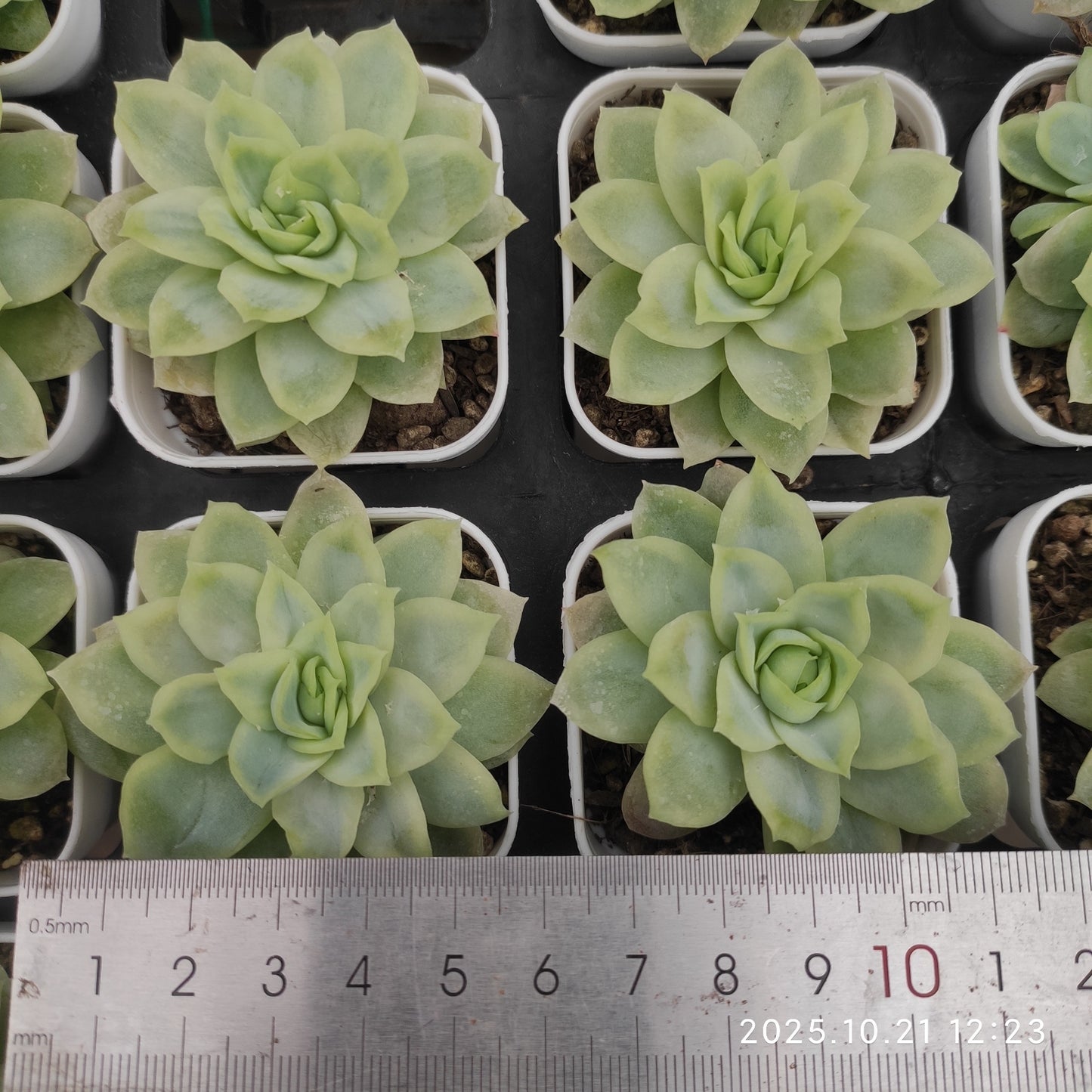 MMY1315 ハデス（5.5cm pot）