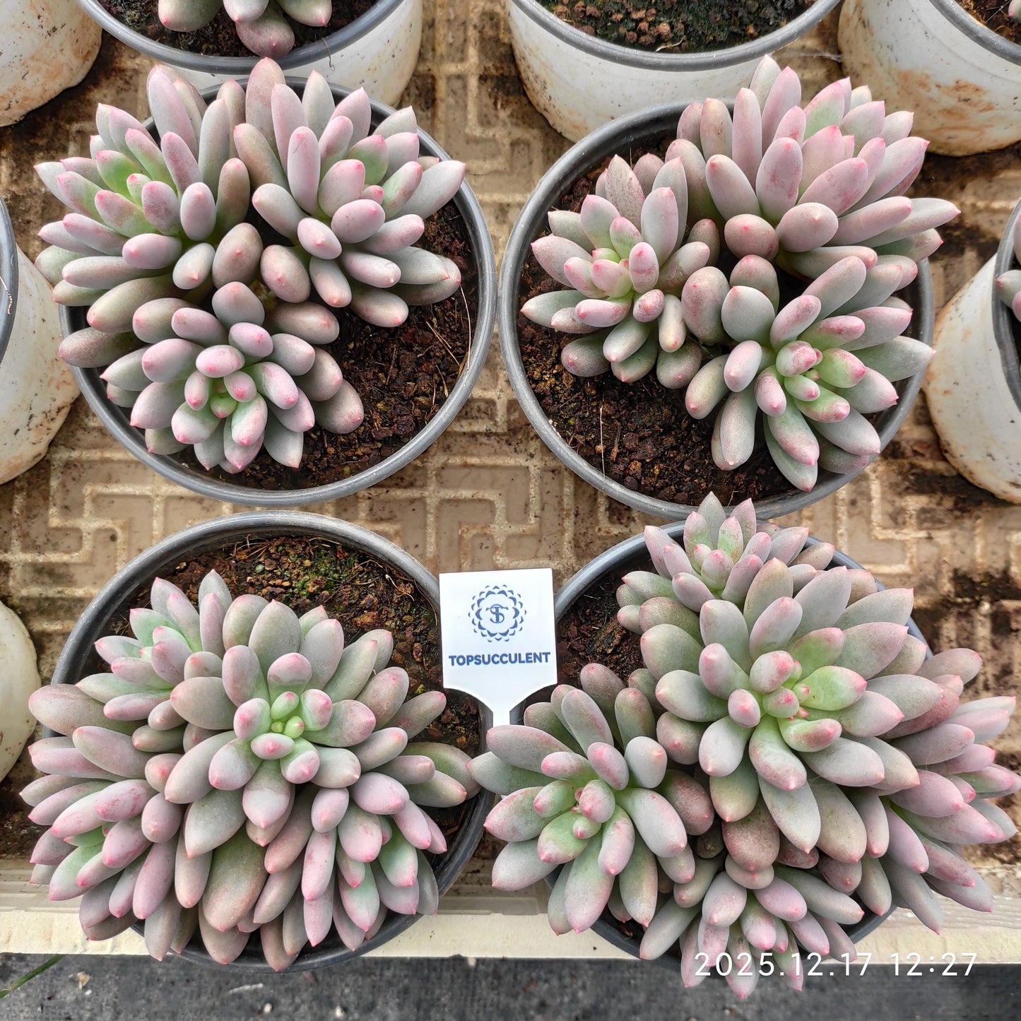 23748 ジェム　ビューティー