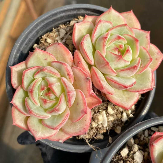 24784 ジザー　シー