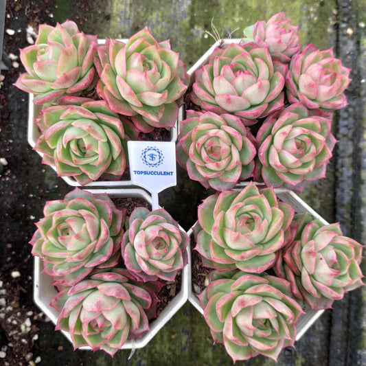 22205 ブルー・ムーン