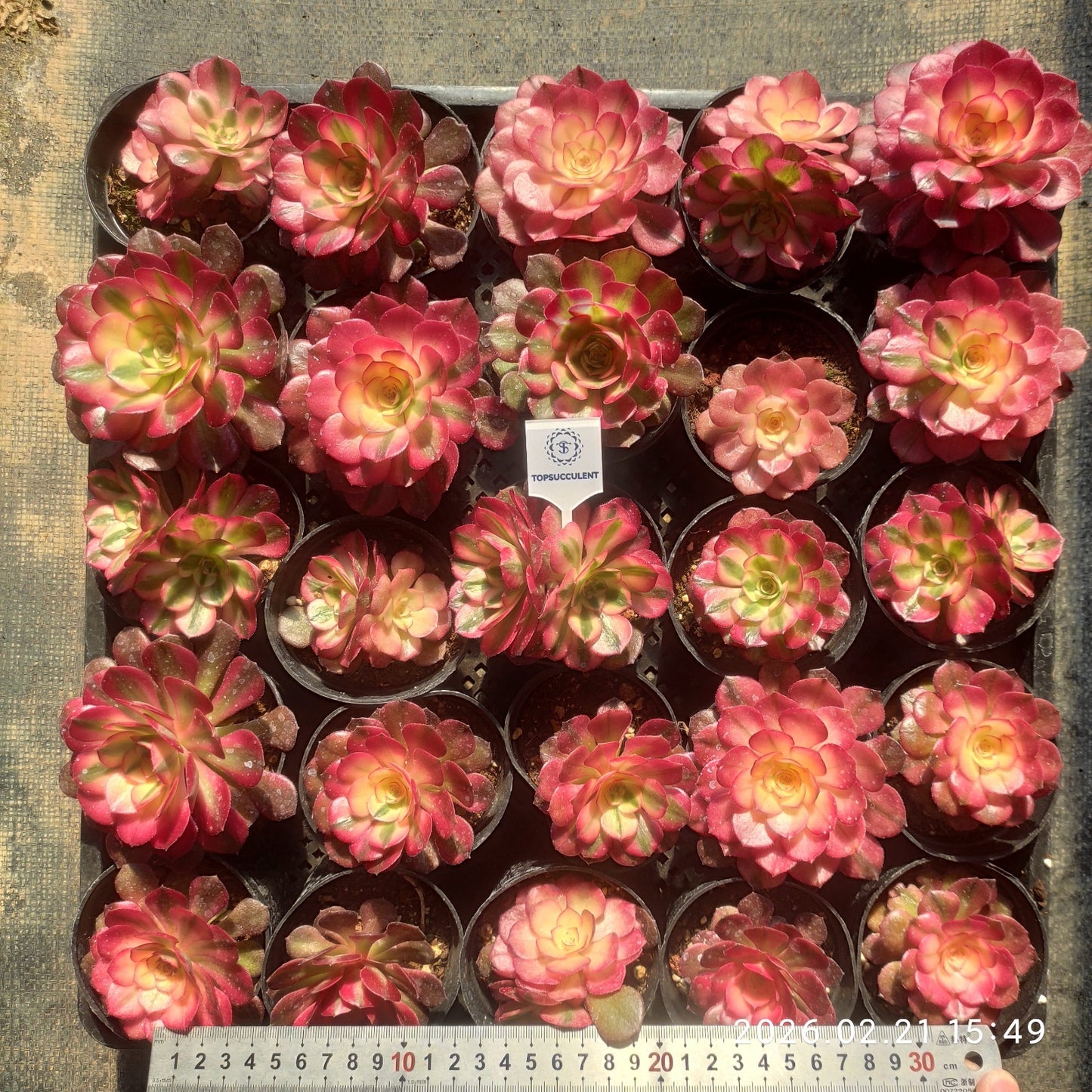 25887 アエオニウム ライチー