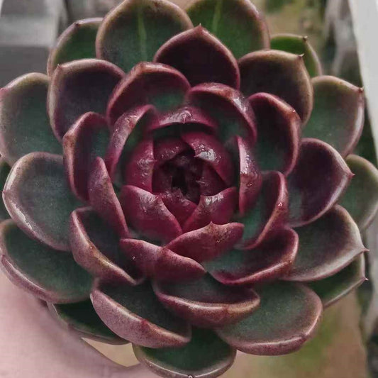 23637 ミスティック　クリスタル　オリンジ（9cm pot）