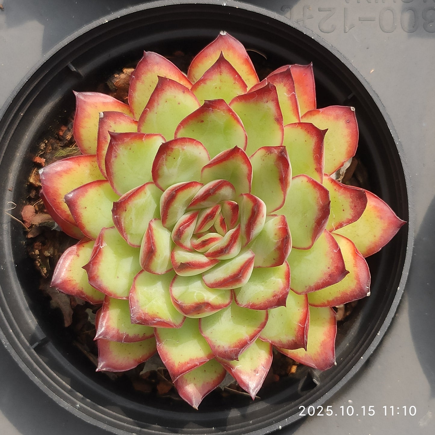 ZZA316 メキシコプリドニス（9cm pot）