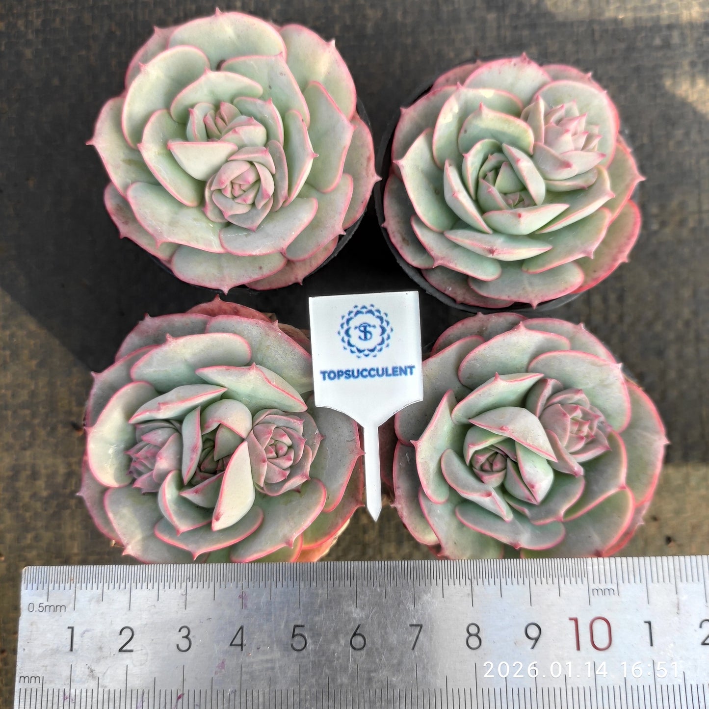 18043 クラウディア