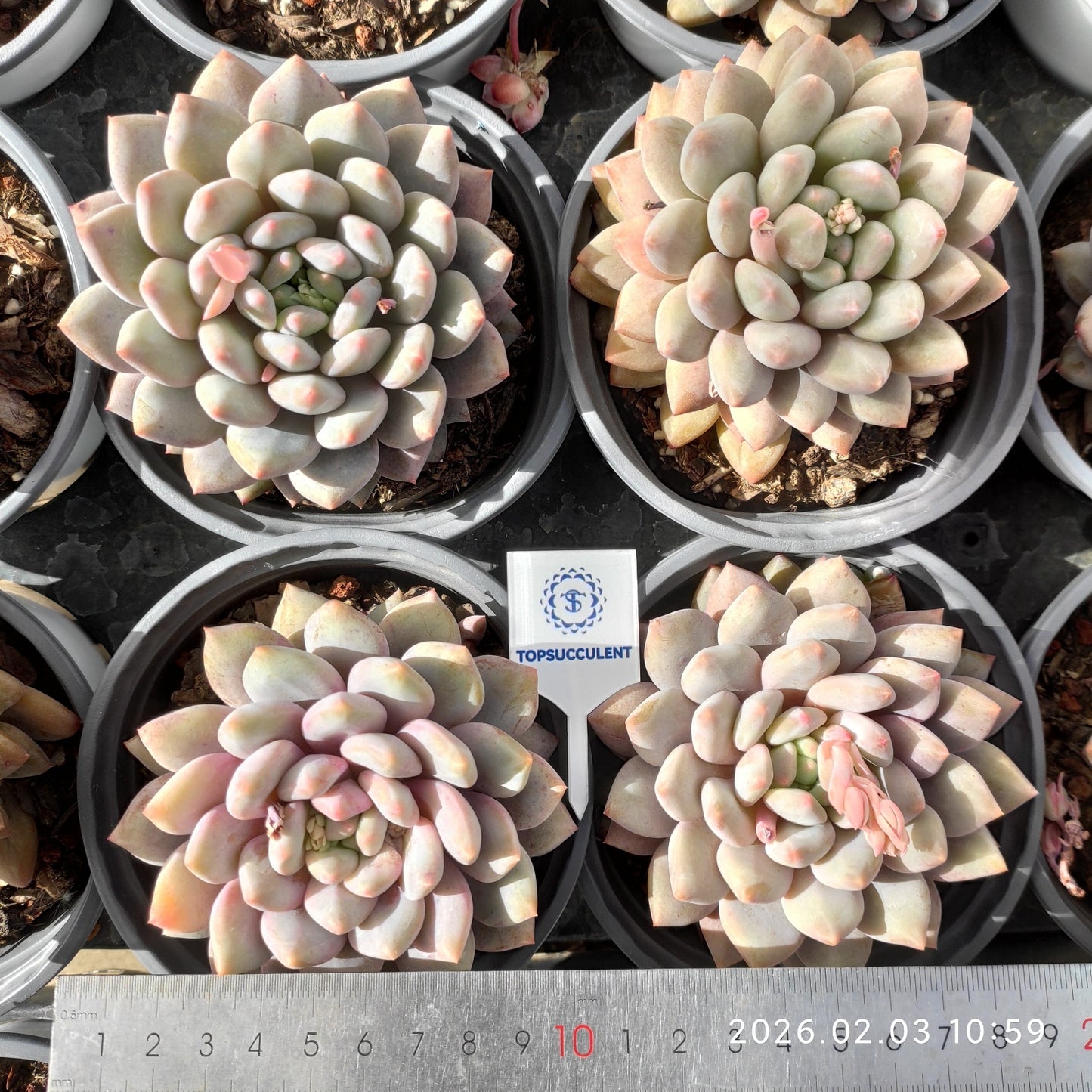 25598 ハーフ サマー