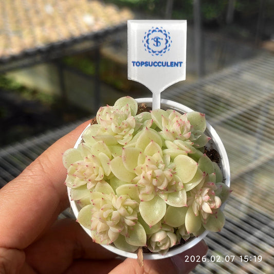 22864 マルギャンHyb