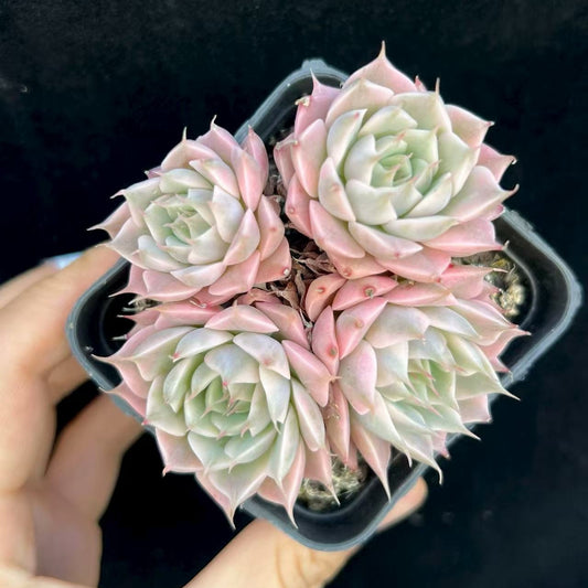 BL1993 マーガレット錦（7cm pot）