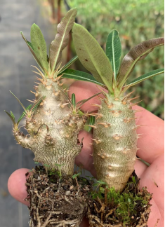 FGY027 パキポディウム ロサラタム サブスプ ロサラタム (2cm pot)葉がなし