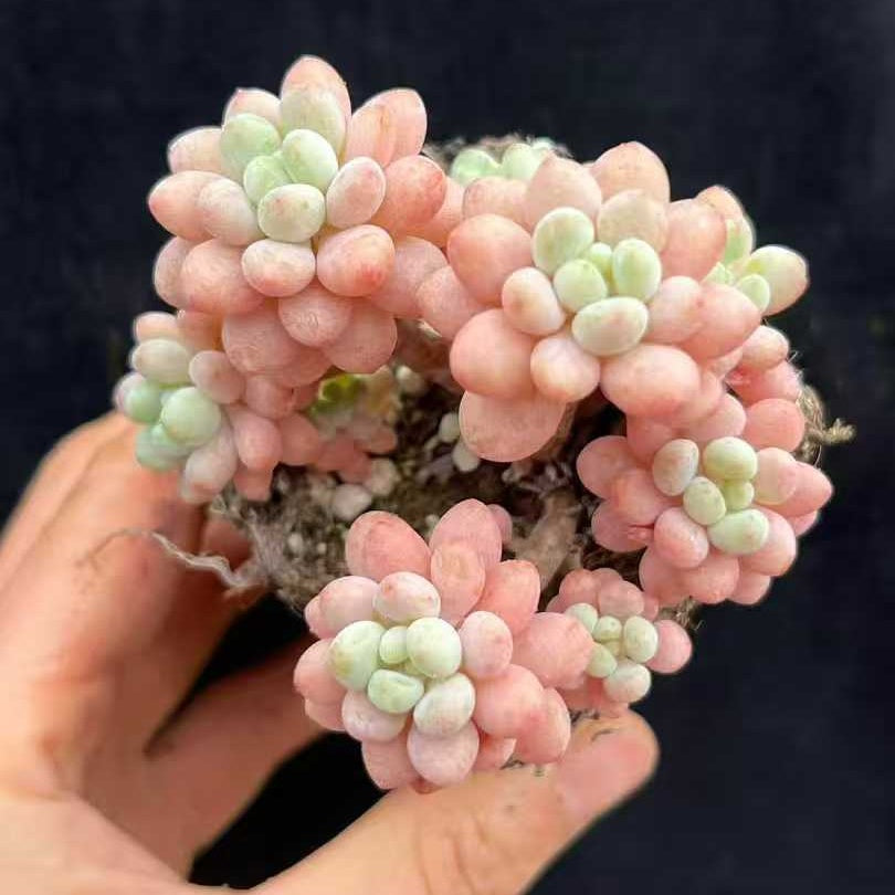 22008 ロココ（7cm pot）