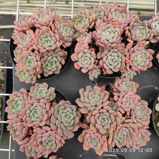 MMT614 キュートバブル（9cm pot）