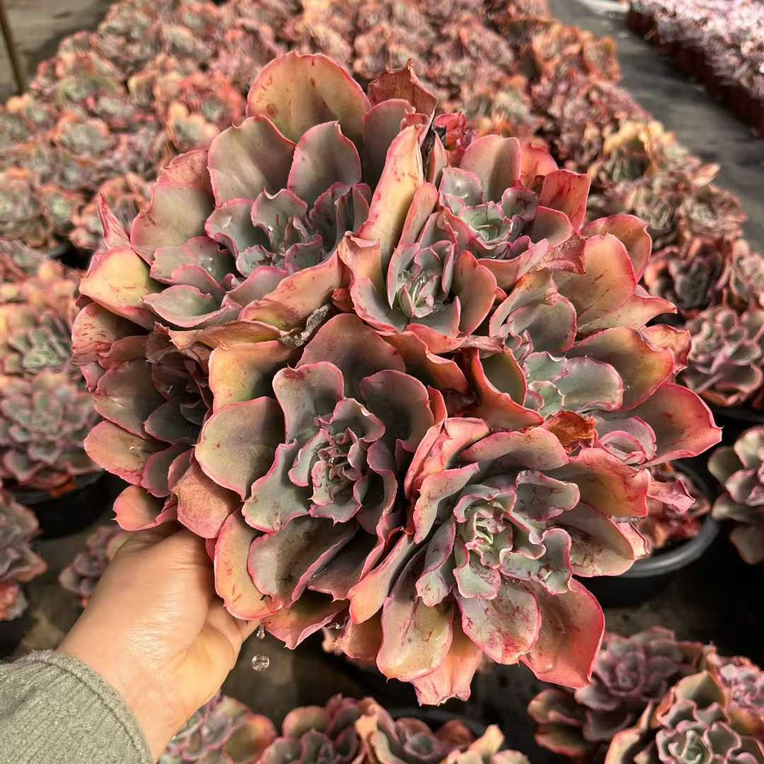 23554 フィンク（18cm pot）