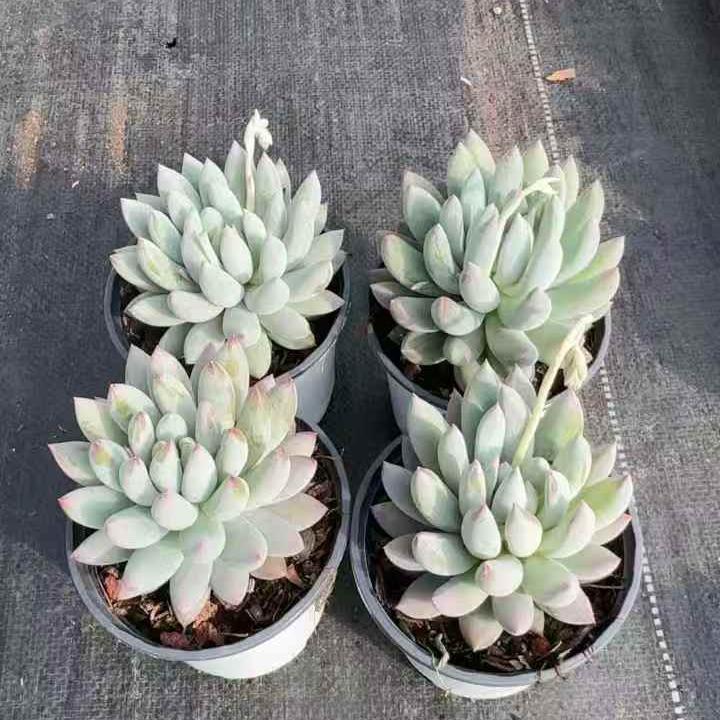 260991 エンジェルスフィンガー