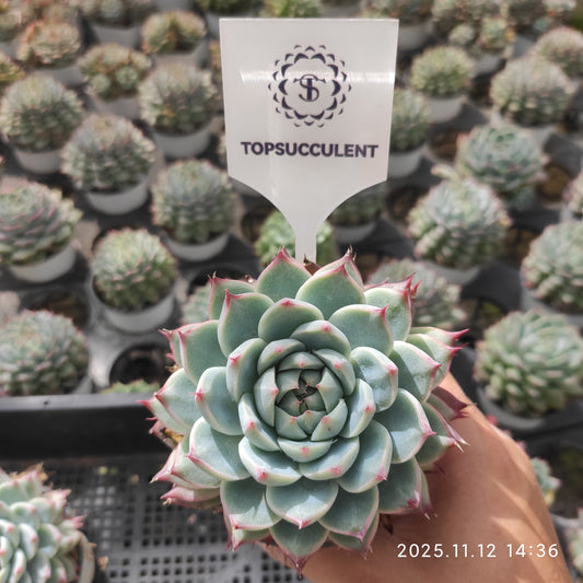 2290 キャドベリー（9cm pot）