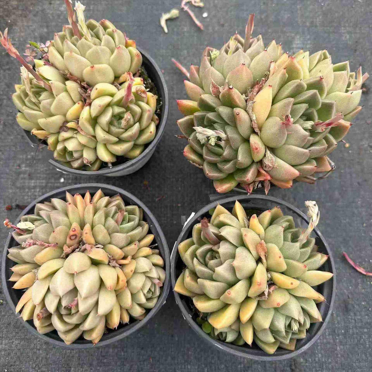 24321 ソギョン（石英）