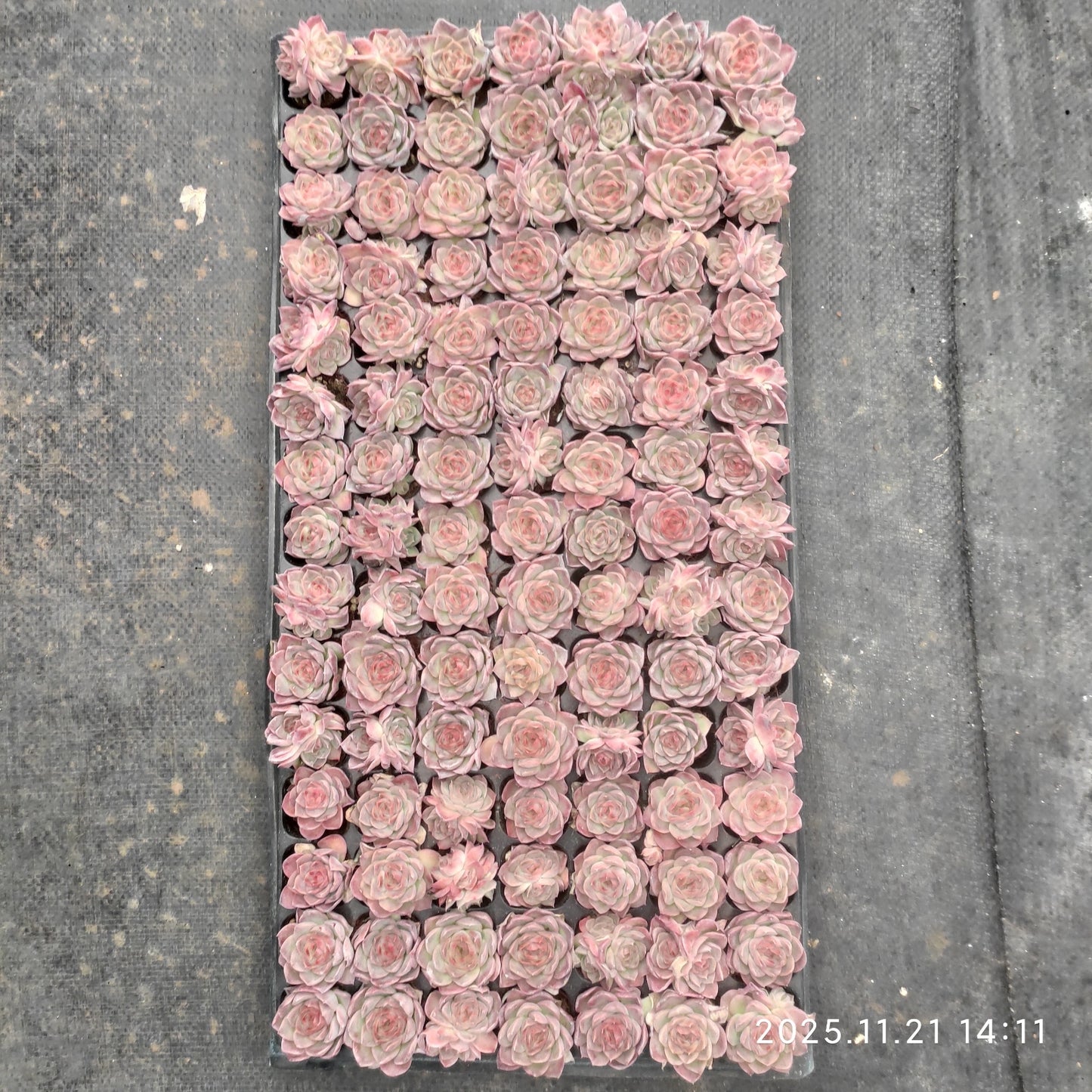 22137  ドリームスバブルズ（3cm pot）（ポット苗）