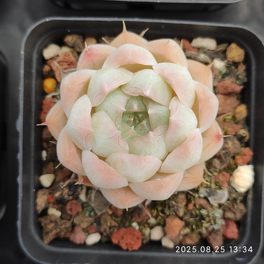 WWA399 マルガンHyb（5.5cm pot）