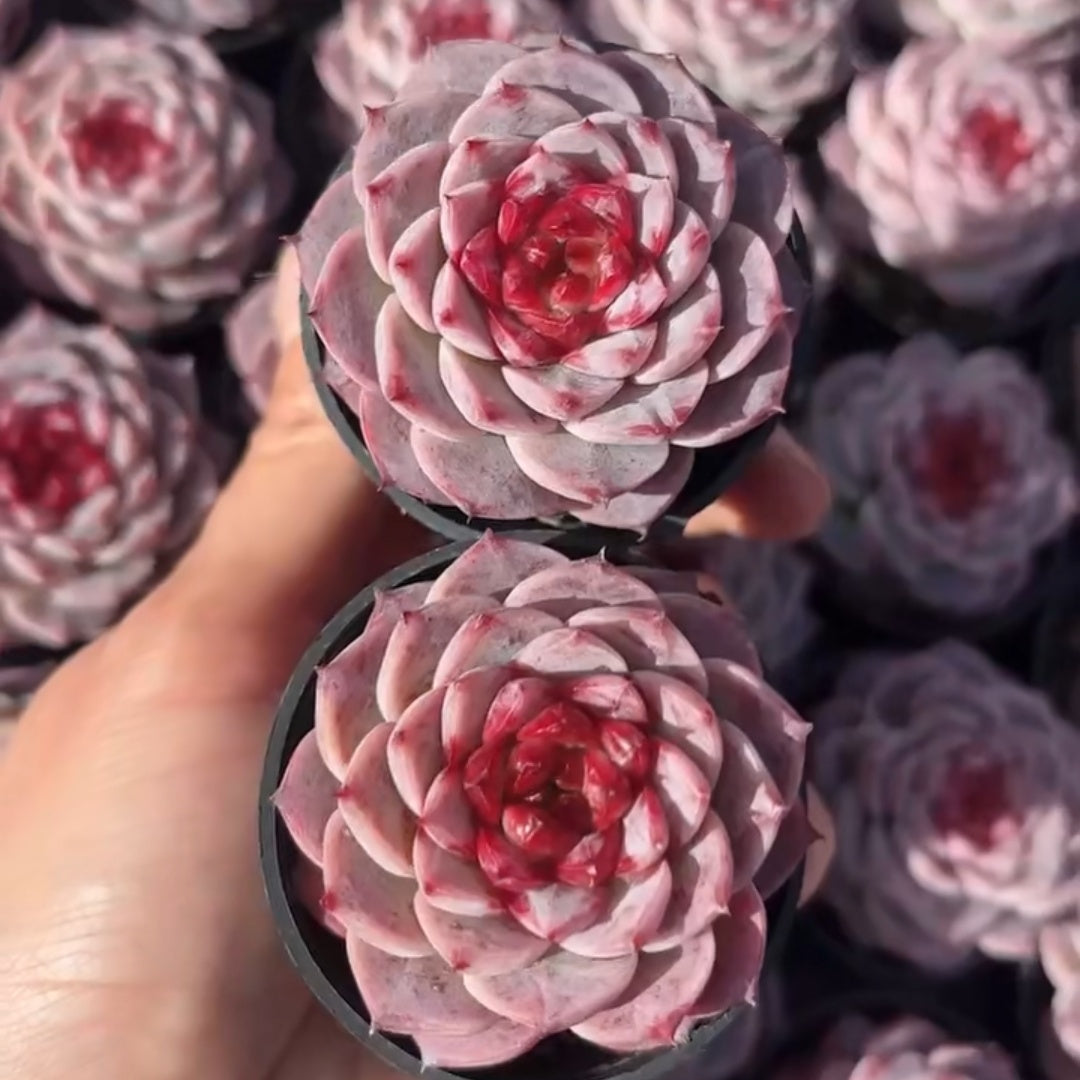 在庫限り – Top Succulent®