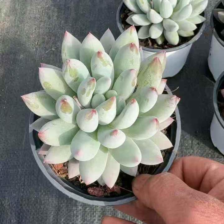 260991 エンジェルスフィンガー