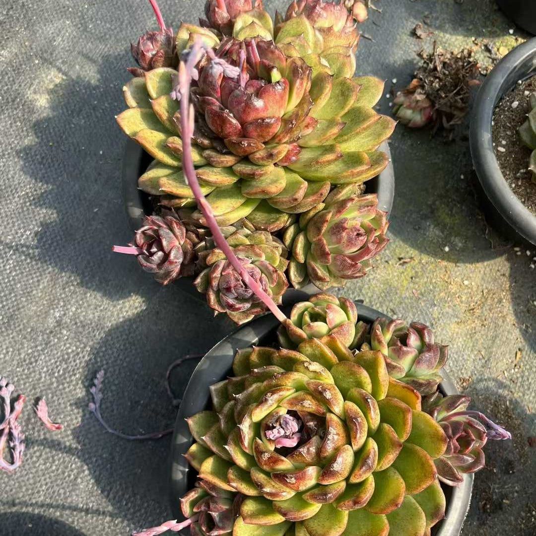 26187 ブラッククイーン