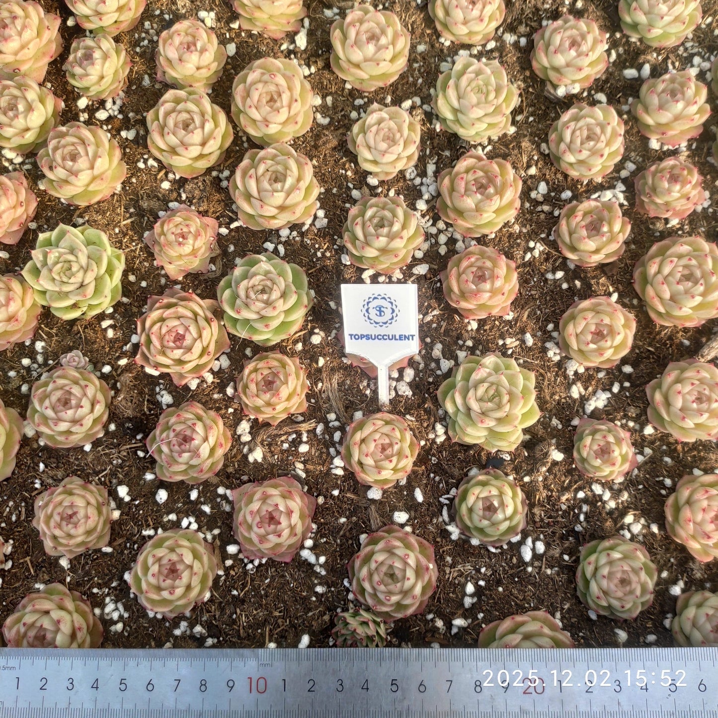 23046 マルギャンHyb（ポット苗）