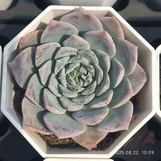 LYC084 エリークィーン（7cm pot）
