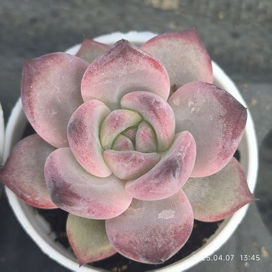 XL051 デアデビル(5cm pot)