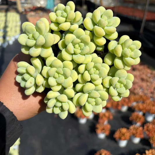 22940 トレリーセー（12cm pot）