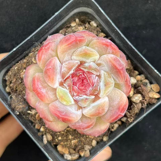 BL2038 ドードー（7cm pot）