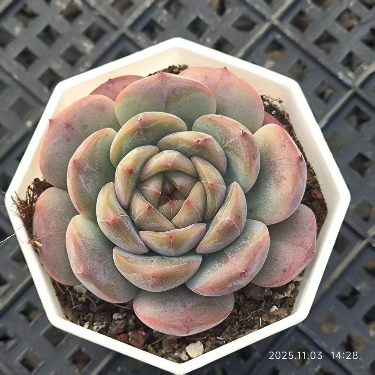 FFH372 キャンディーハウズ（6.5cm pot）
