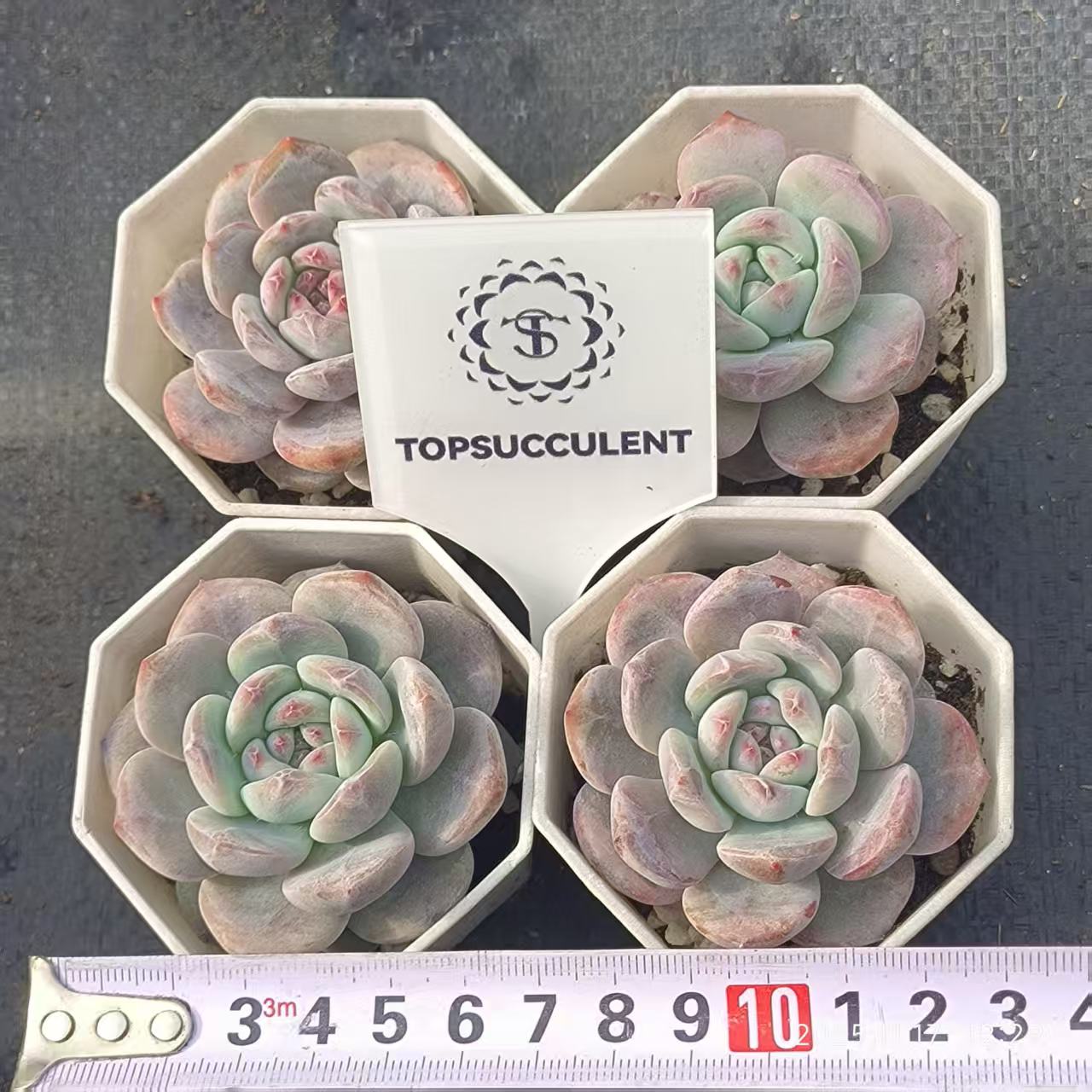 14407 オレンジモンロー（6.5cm pot）