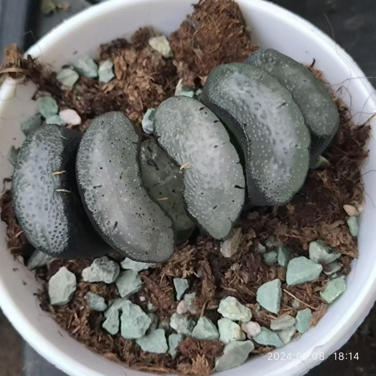 13222 ハオルチア　トランカータ　スノーウルフ