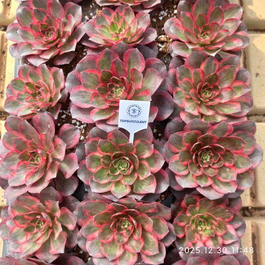 24054 チャーム　ゴールド