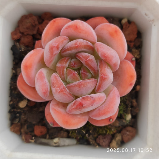 LMM167 スターマーク(6.5cm pot)
