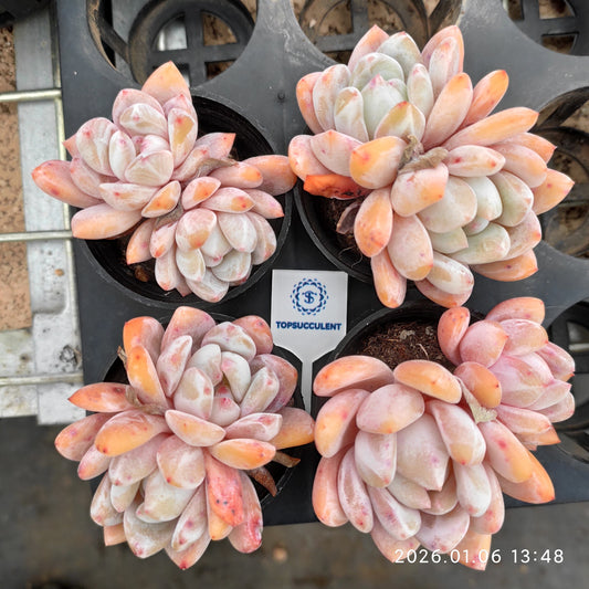 24375 オレンジモンロー