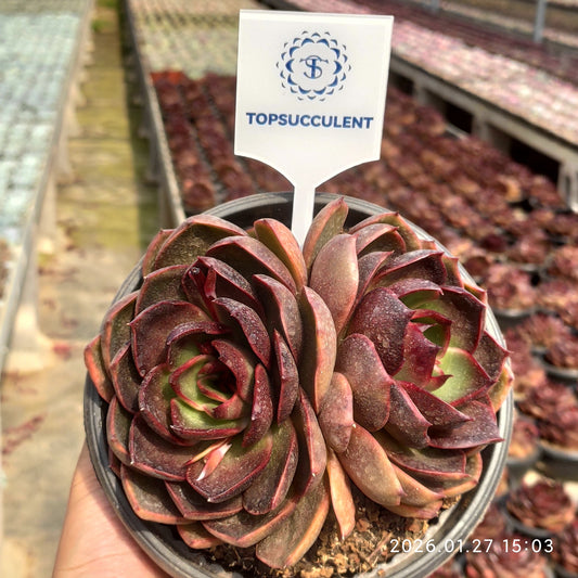 23278 トラフィックライト