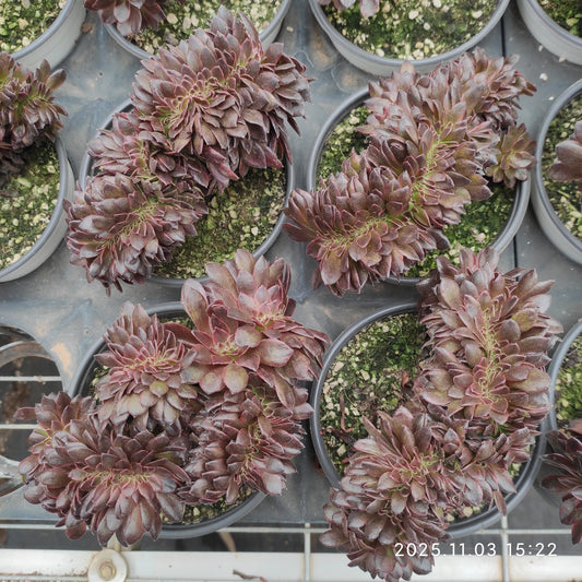 21309 ブラック　ビューティー綴化（12cm pot）