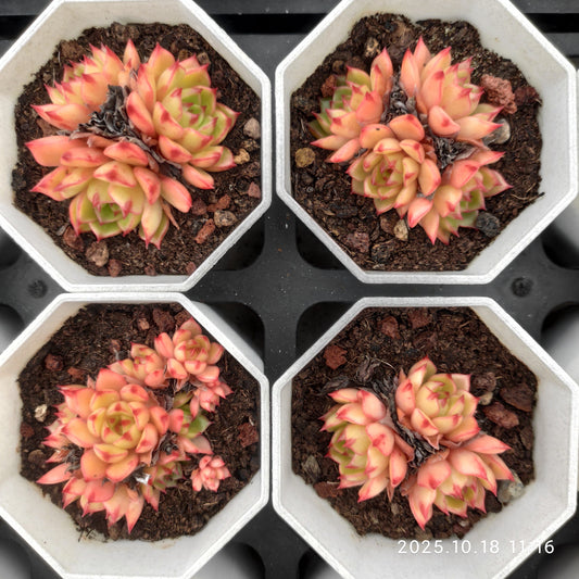 21573 マジック　ファイアー（7cm pot）