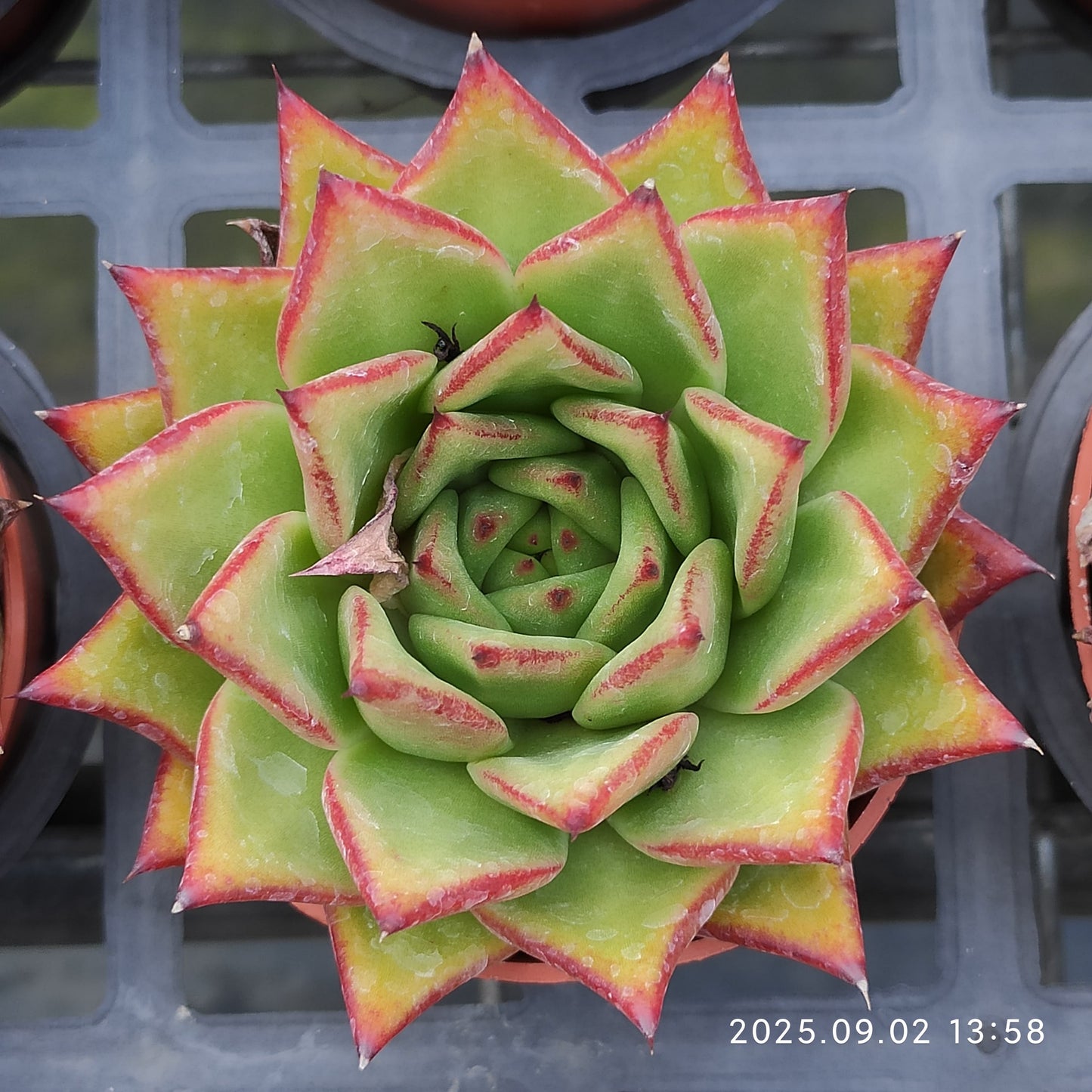 ZXX269 ブロードロメオ(7cm pot)