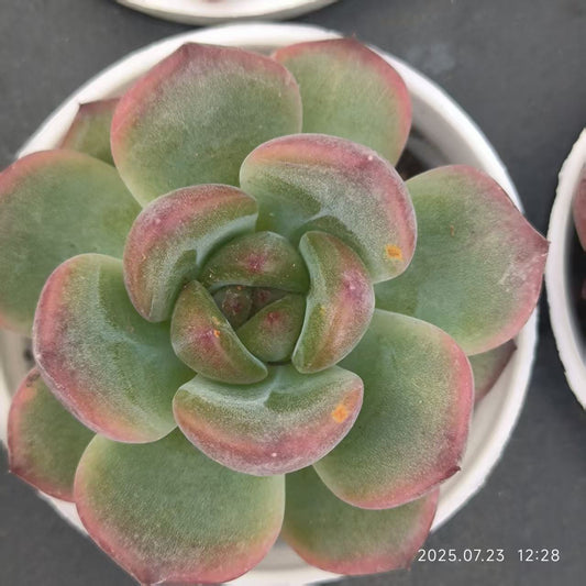 XL102 マドンナ x イーサー（5cm pot）