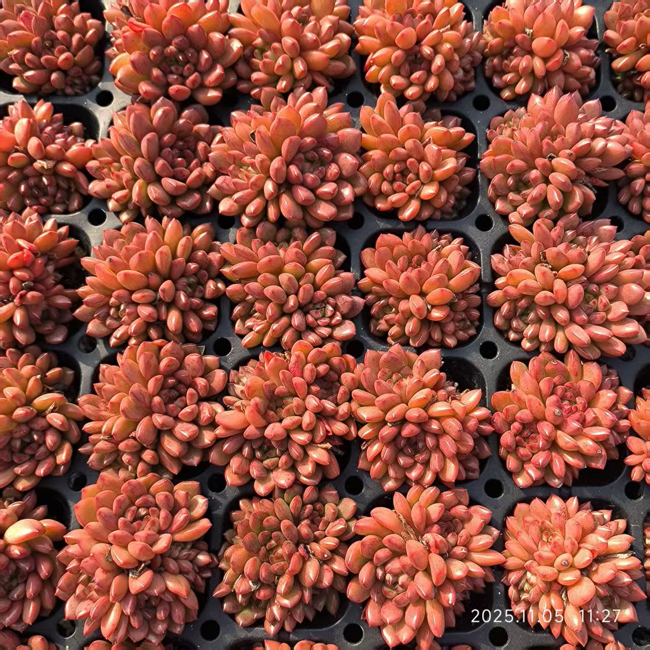 220715 ピンクルビー（3cm pot）（ポット苗）