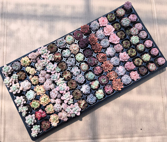 105穴鍼灸プレートの組み合わせ 21