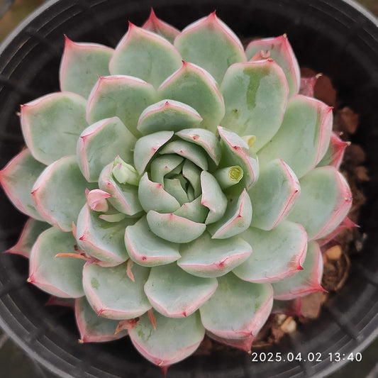 XY181 ピンクメモリー (7cm pot)