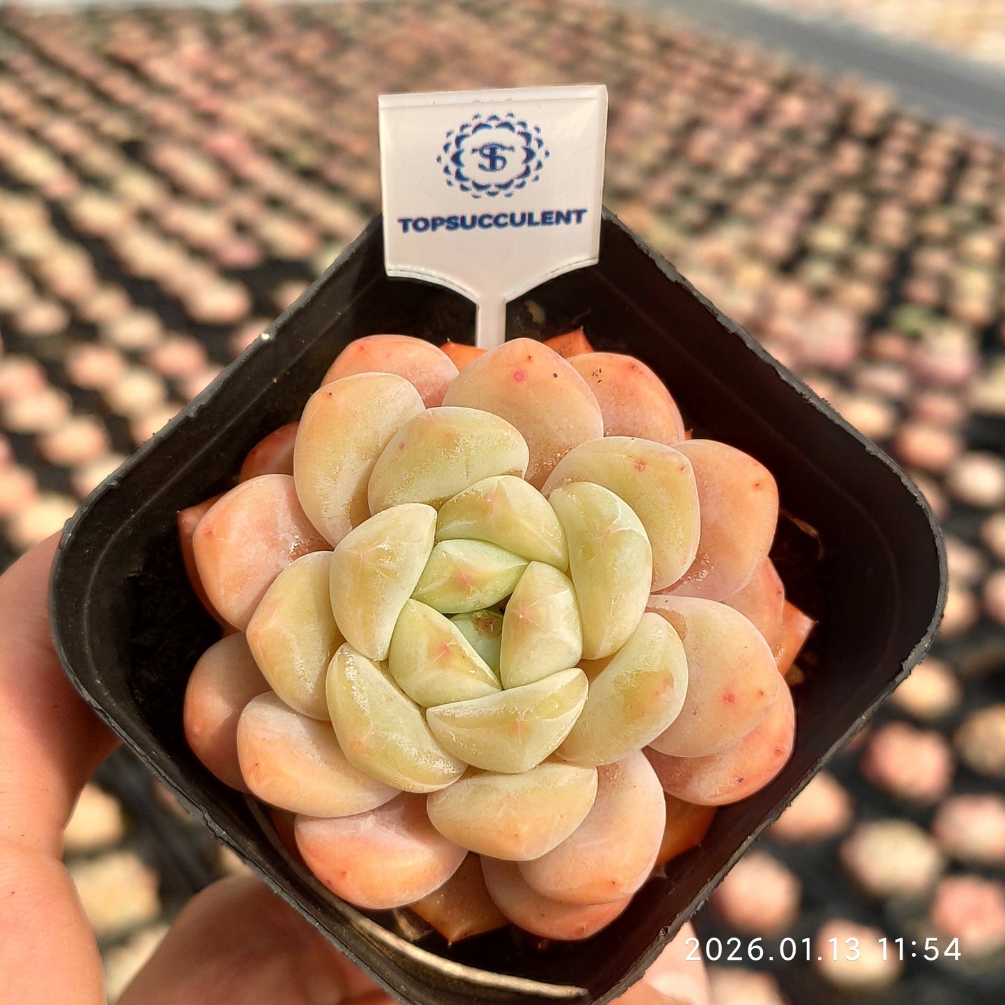 80534 ピンク　モリー