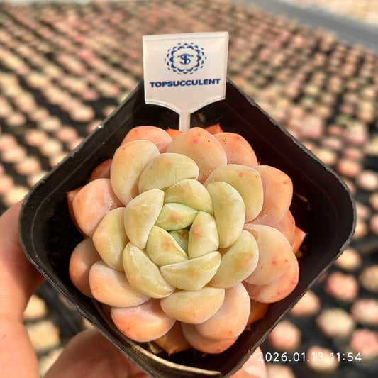 80534 ピンク　モリー