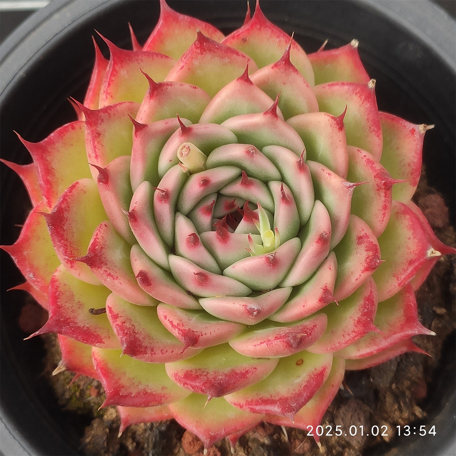 エケベリア 大苗 20250116 – Top Succulent®