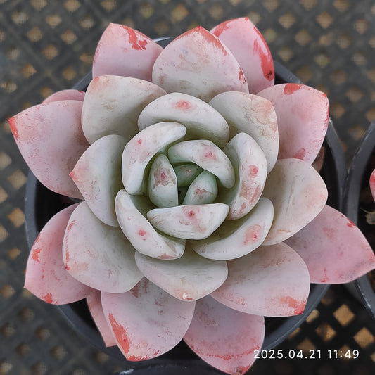 SKL169 モンロー×ラウィ（9cm pot）