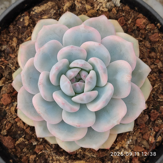 THH079 オレンジモンロー錦（15cm pot）