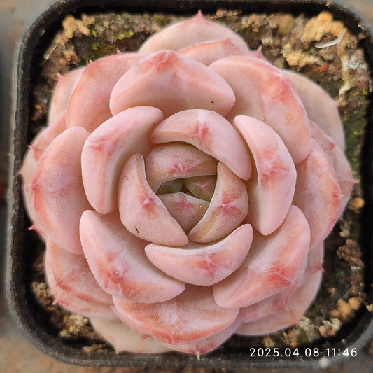 WWA356 モンロー Hyb（50cm pot）