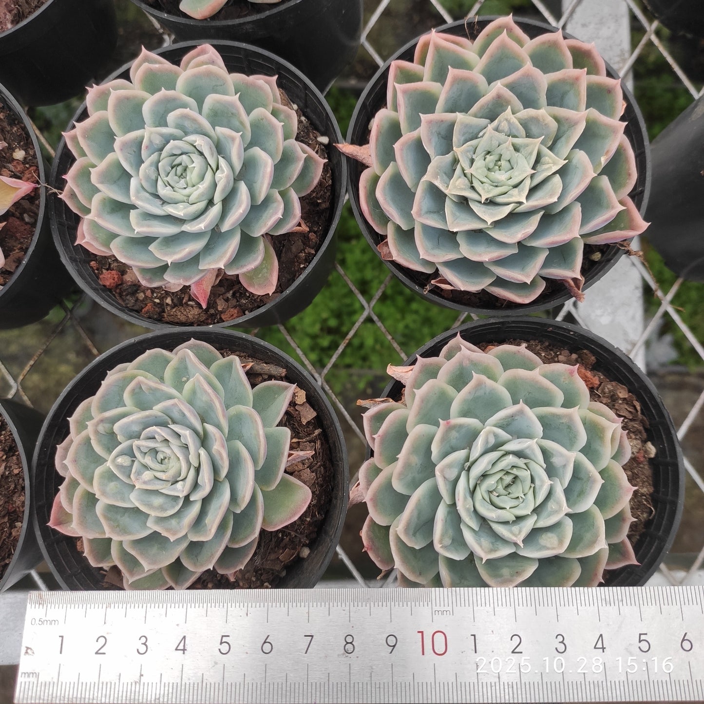 XY272 アイス ポイント（7cm pot）
